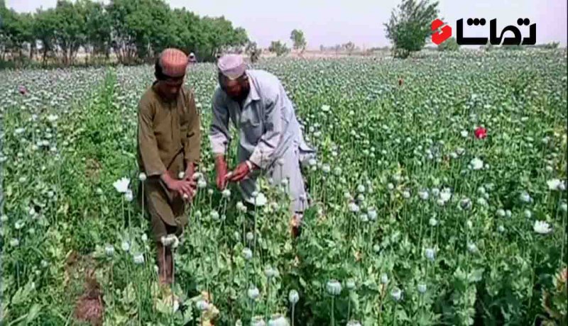 افزایش تولید مواد مخدر در افغانستان