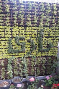 دیوار سبز یا گرین وال www.nadigarden.com