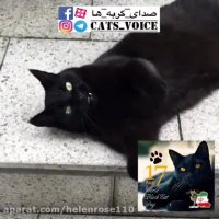 امروز روز گربه سیاه درجهان است،روزگربه سیاه مبارك