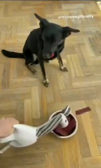 کلیپ خنده دار کوتاه سگ ترسو