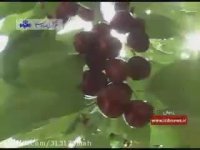 جشنواره گیلاس شیت ولیدر