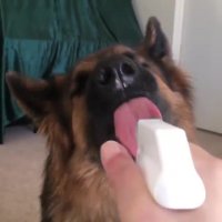 کلیپ سگ بامزه