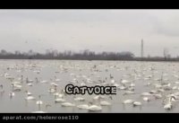 ویدیویى دلچسب از حیات وحش