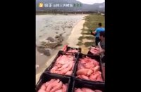 غذا دادن به هزاران کروکودیل