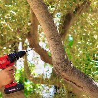 به گیاهان خود زندگی دوباره ببخشید !