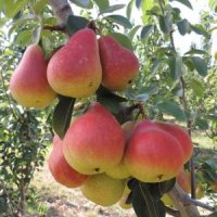 گلابی شاه میوه 09120460327