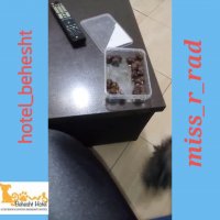 سگ باهوش خرما میخواد