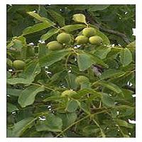 نهال گردو پدرو شناسنامه دار  09382837999