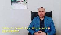 گزارش مزارع فعال پرورش گوسفندان ژن دار چندقلوزا