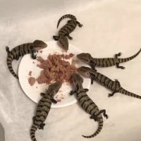 تاحالا به مارمولک غذا دادین؟