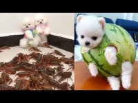 ویدیو بامزه ترین سگ های پامرانین خرسی و کوچولو