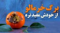 برگ خرمالو از خودش مفید تره + طریقه مصرف