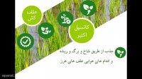 کانسیل اکتیو | Council activ راهکار درست رهایی از انواع علف های هرز مزارع برنج