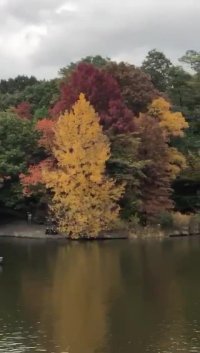 از زیبایی های منهتن آمریکا ببینید