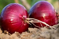 افزایش تعرفه صادرات پیاز