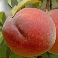 هلو کشت بافتی 09197722540