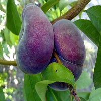 فروش درخت هلو 09121270623