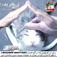 ازگربه هاى بى سرپرست كه هیچ كسى را ندارند نگهدارى كنیم