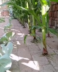 کاشت گیاه در زمین سنگی