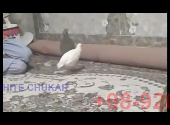 جنگ کبک سفید با کبک کوهی (حتما ببینید)