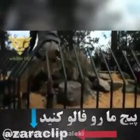 حمله تمساح به انسان حوادث خطرناک