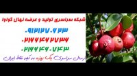 نهال گواوا  09197722540 – خرید نهال گواوا – فروش نهال گواوا – قیمت نهال گواوا