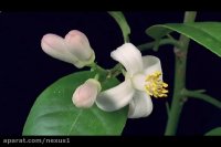 99 نام نیک پروردگار (اسما  الحسنی 2)