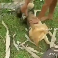 حمله مار غولپیکر به سگ