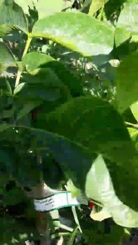 خرید و فروش نهال گردو درجه یک09141811520