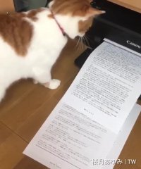 کلیپ خنده دار اینستا : گربه زیراکسی