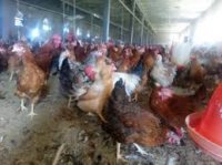 نیمچه گلپایگانی