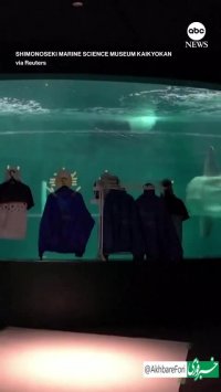 اتفاق شگفت انگیز در آکواریوم ژاپن