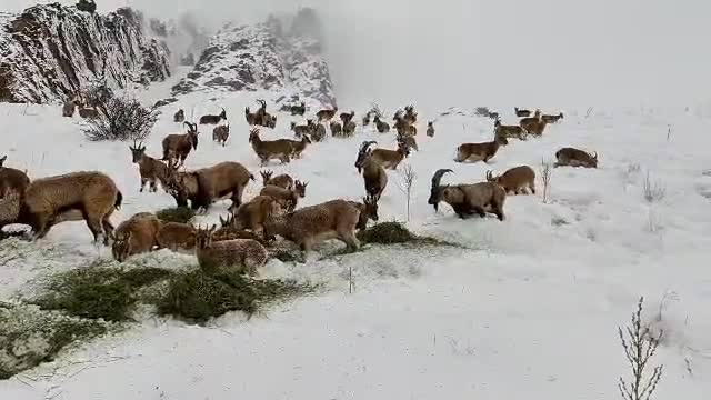 بزهای کوهی در ارتفاعات پربرف رشته‌ کوه البرز