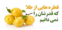 قطره هایی از طلا که قدرشان را نمی دانیم !