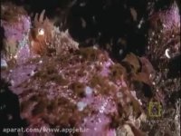 فیلم شکار شدن کوسه توسط اختاپوس - (کمیاب)