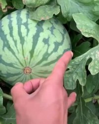 آبدار و رسیده یعنی این