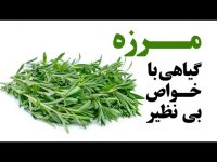 مرزه گیاهی با خواص بی نظیر