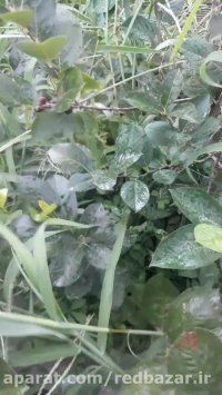 میوه دادن آورنیا بری یا چون بری در نهالستان ردبازار - رشت