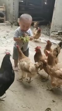 کلیپ خنده دار کوتاه ... مرغ های شکمو و بچه بیچاره