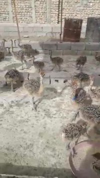 فروش جوجه های شتر مرغ