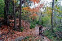 دوچرخه سواری در جنگل