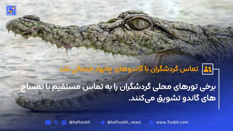 تماس گردشگران با گاندوهای چابهار جنجالی شد