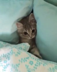 قایم موشک بازی با گربه