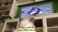 Cat fascinated by birds on TV, can't stop watching
