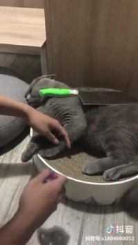 وقتی گربه کم میاره