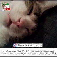 لا لاكن دختر زیباى شبنم. لا لا كن روى زانوى شقایق