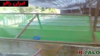 پرورش زالو در استخر سیمانی