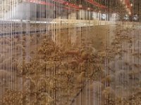 فروش مرغ تخم گذار وجوجه اجداد