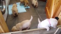Golden Labrador puppies deliver cuteness overload