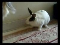 دوستی و بازی سگ و خرگوش